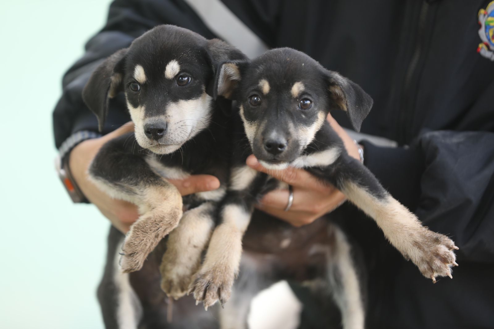 Segundo paseo con huellitas: recreación y adopción en El Chamizal