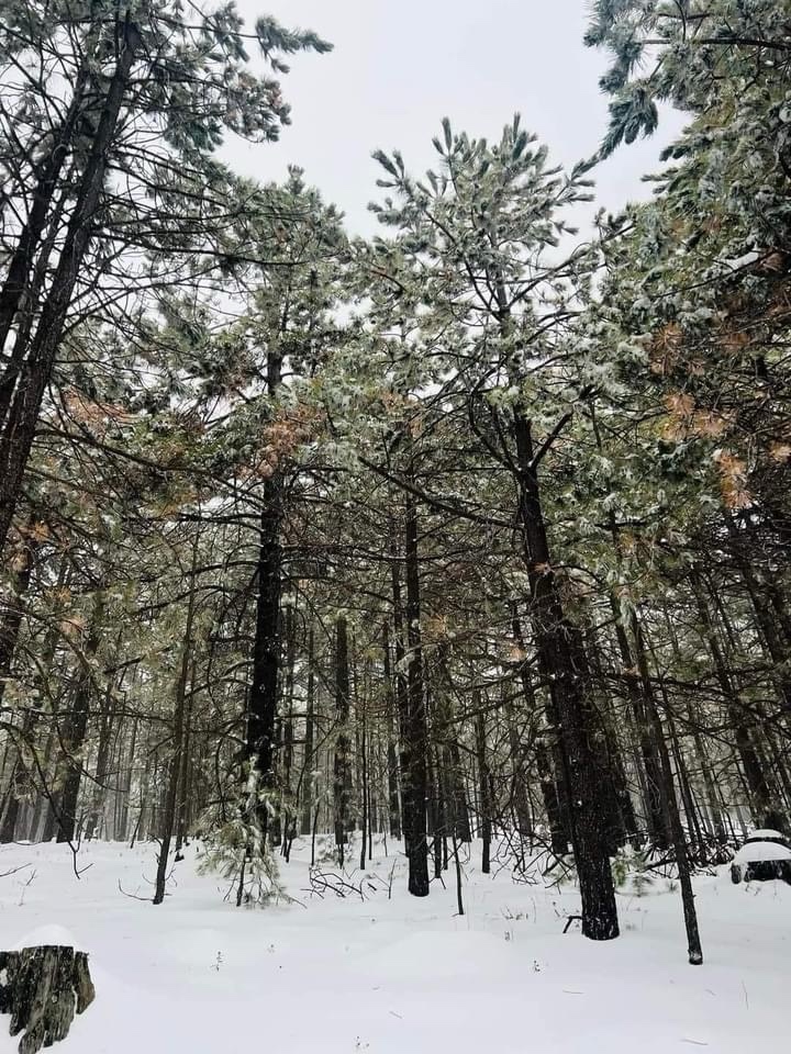 ASÍ EMPEZÓ LA PRIMAVERA EN MADERA, ¡NEVANDO!
