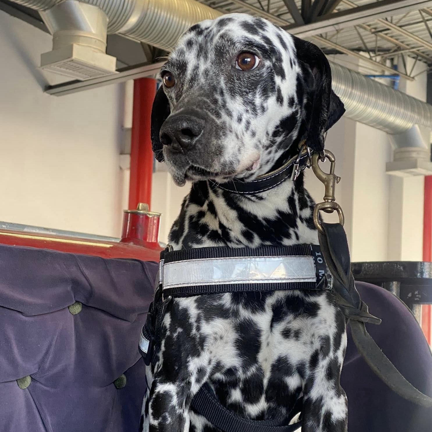 “MARSHALL” SERÁ EL NOMBRE DEL BOMBERO&nbsp;CANINO