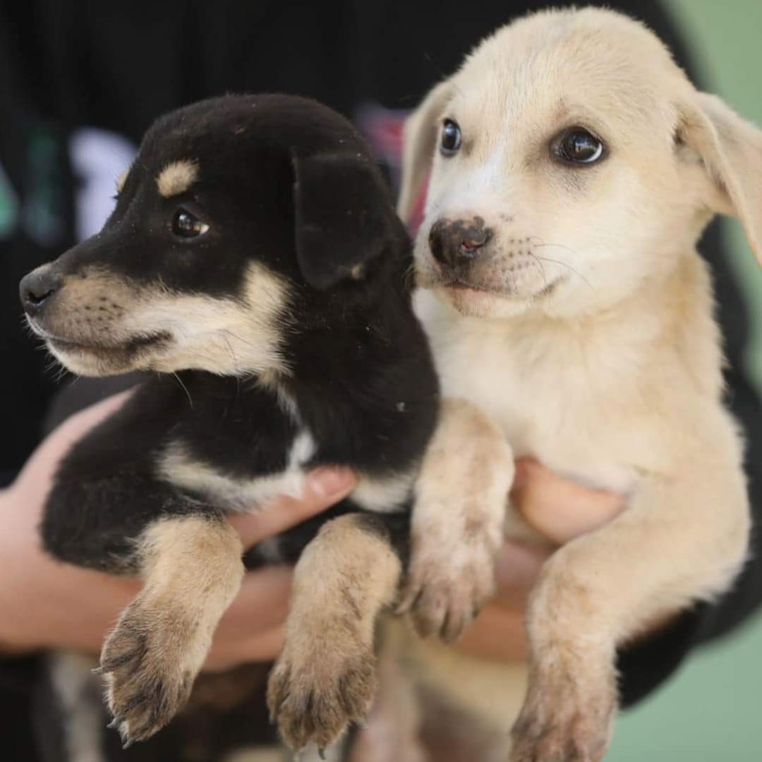 INVITAN A PASEAR PERRITOS DEL RAMM QUE ESTÁN EN ESPERA DE UNA FAMILIA&nbsp;💗🦮