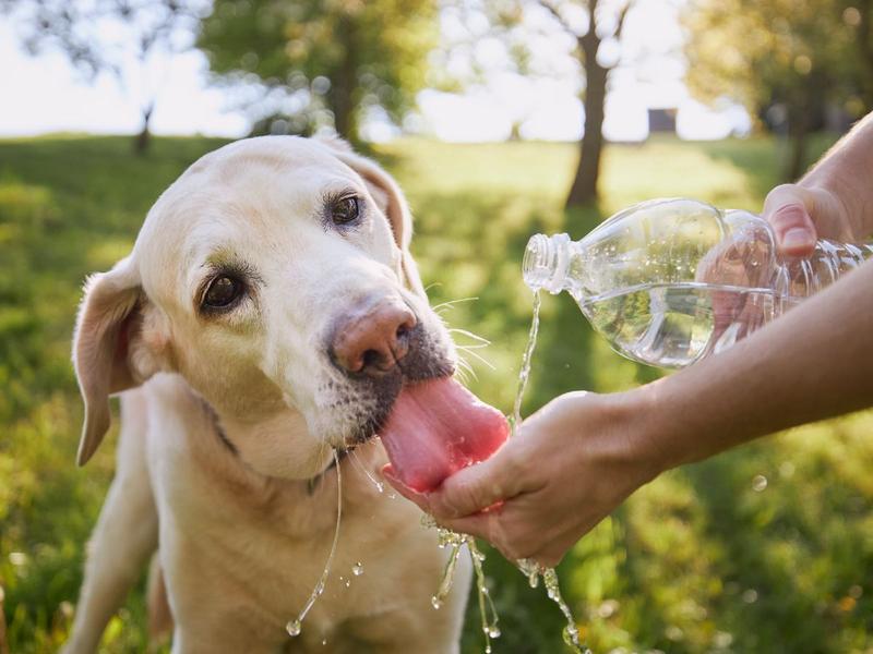CON ÉSTE CALORÓN, TAMBIEN DEBES DE CUIDARLOS A ELLOS.