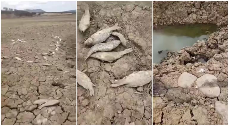 SEQUÍA EXTREMA EN LA SIERRA DE CHIHUAHUA