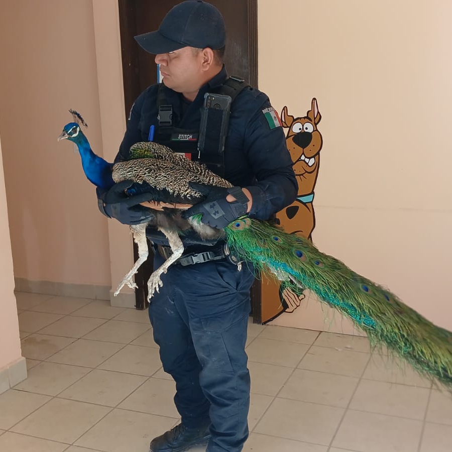 «KEVIN» ANDABA SUELTO EN&nbsp;JUARITOS