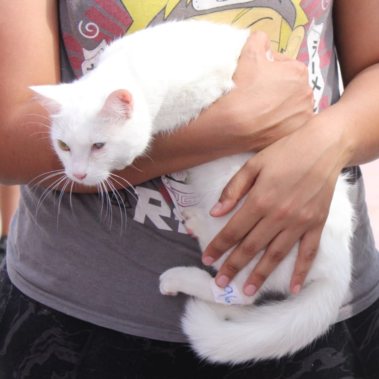 PREPAREN AL MISHI Y AL SOLOVINO