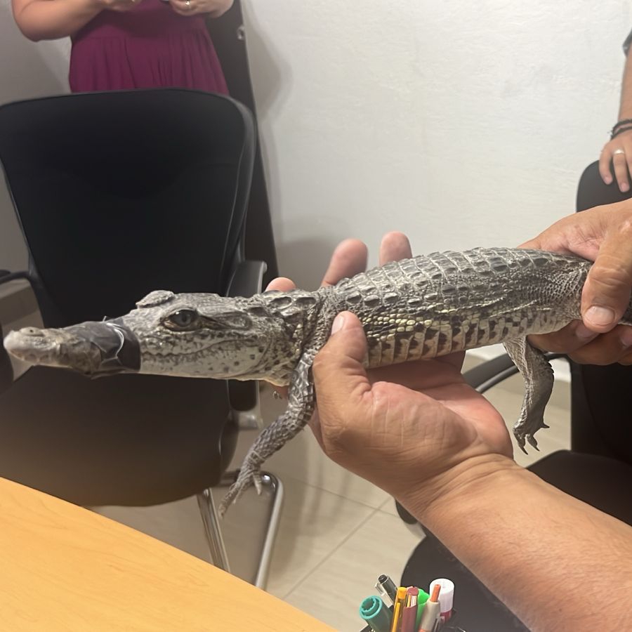 ¡ATRAPARON A MI AMIGA LA&nbsp;LAGARTONA!