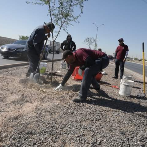 ¡MÁS ÁRBOLITOS PARA JUARITOS!