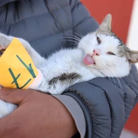 SE VIENEN MÁS ESTERILIZACIONES GRATUITAS