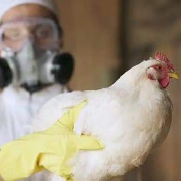 Primer Humano Muere por Gripe&nbsp;Aviar