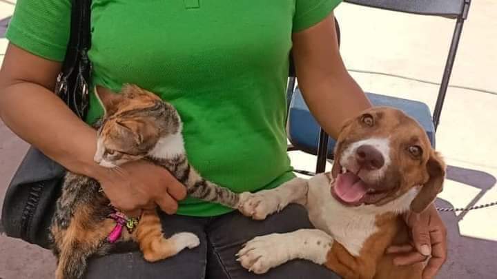 ESTERILIZACIÓNES GRATIS PARA TUS&nbsp;MASCOTAS