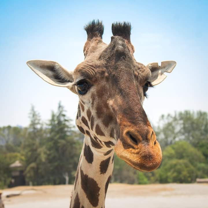 BENITO SE CONVIERTE EN EMBAJADOR DE SU ESPECIE