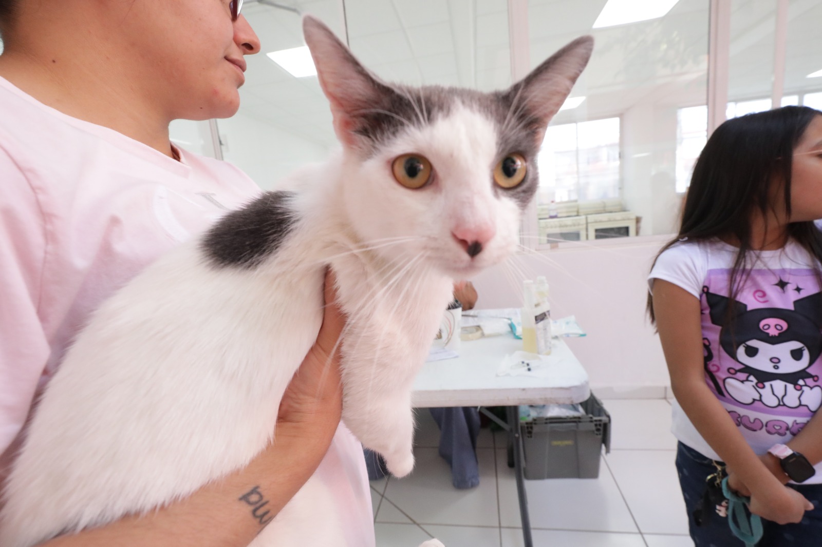 SE ESTERILIZARON A MÁS DE 200 MASCOTAS ESTE FIN DE SEMANA.