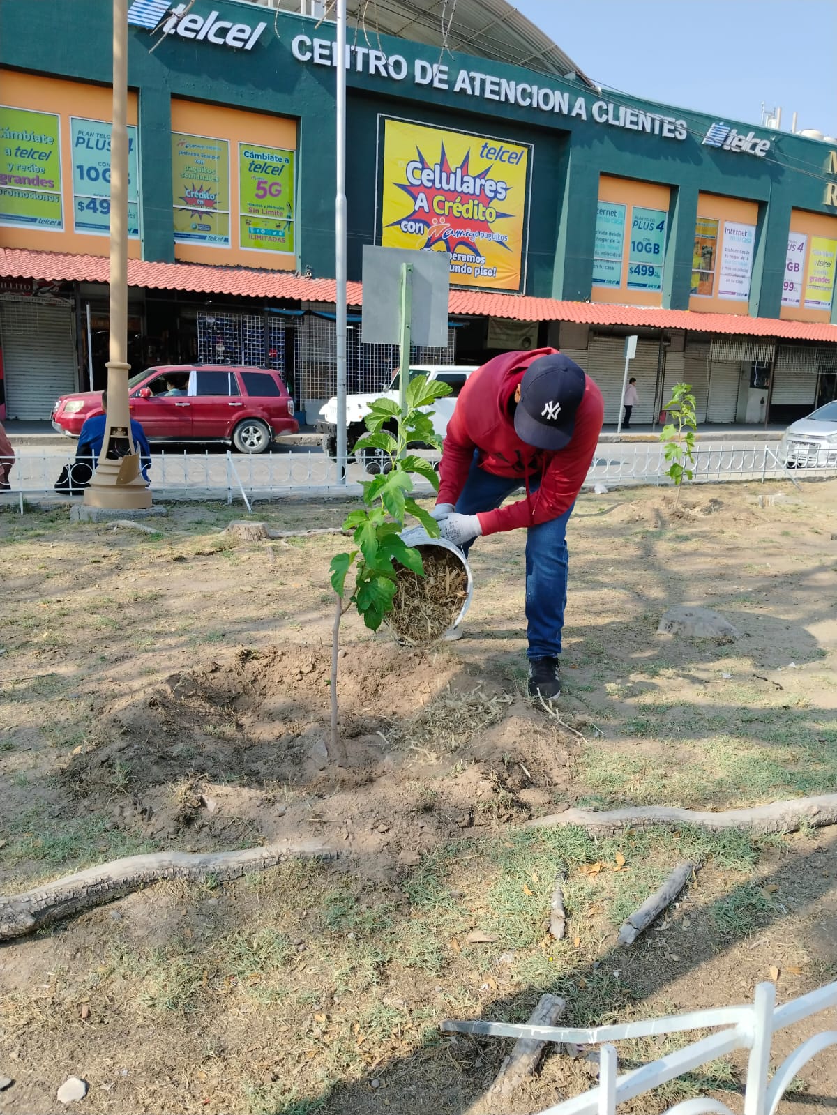 REFORESTAN LA PLAZA DE ARMAS CON 12 ÁRBOLES.