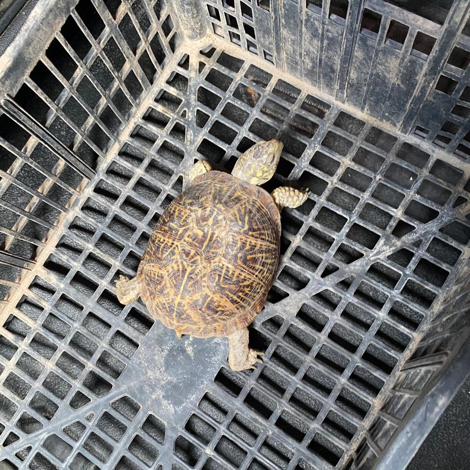 DONATELLO ANDABA DE TRAVIESO EN LA CUESTA