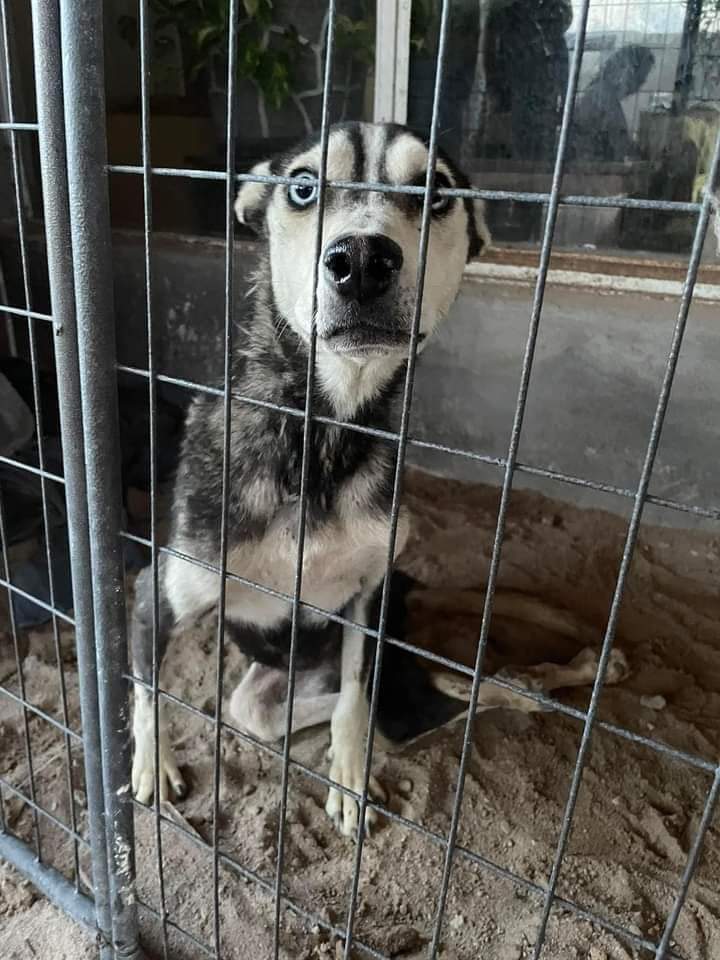 GRACIAS POR SU GRAN APOYO A LOS&nbsp;ANIMALES