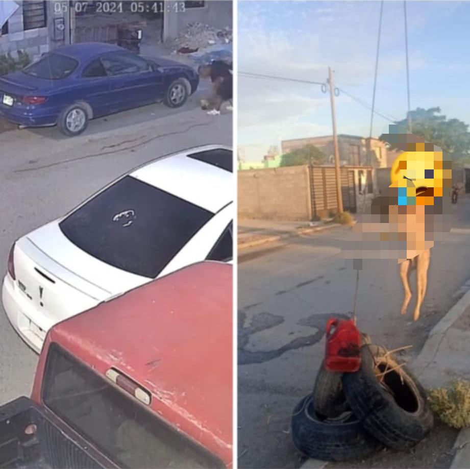 #VIDEO: DENUNCIAN A SUJETO QUE CAUSÓ LA MUERTE DE UN PERRITO.