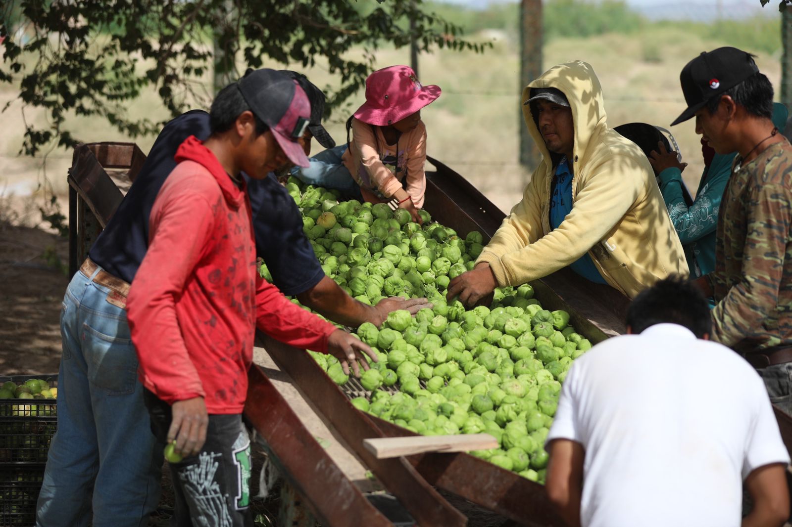 ANUNCIAN LA FERIA DE LAS HORTALIZAS EN&nbsp;SAMALAYUCA.