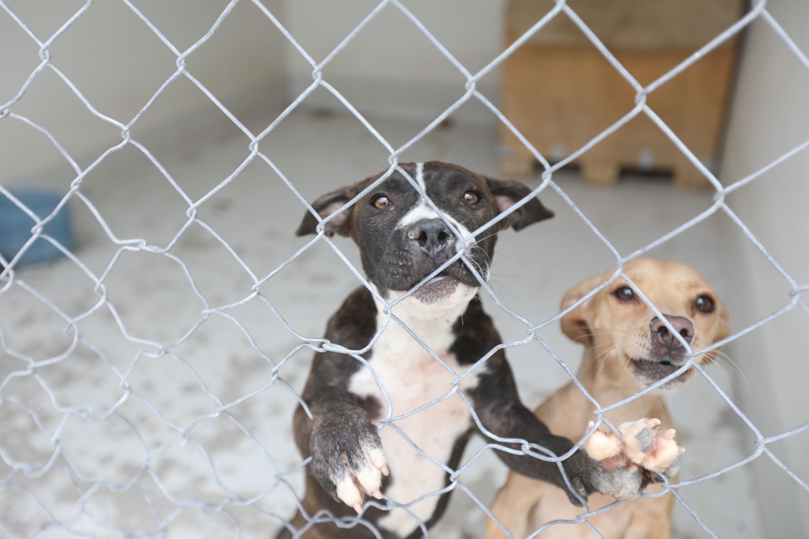 INVITA RAMM A ADOPTAR UNA MASCOTA.