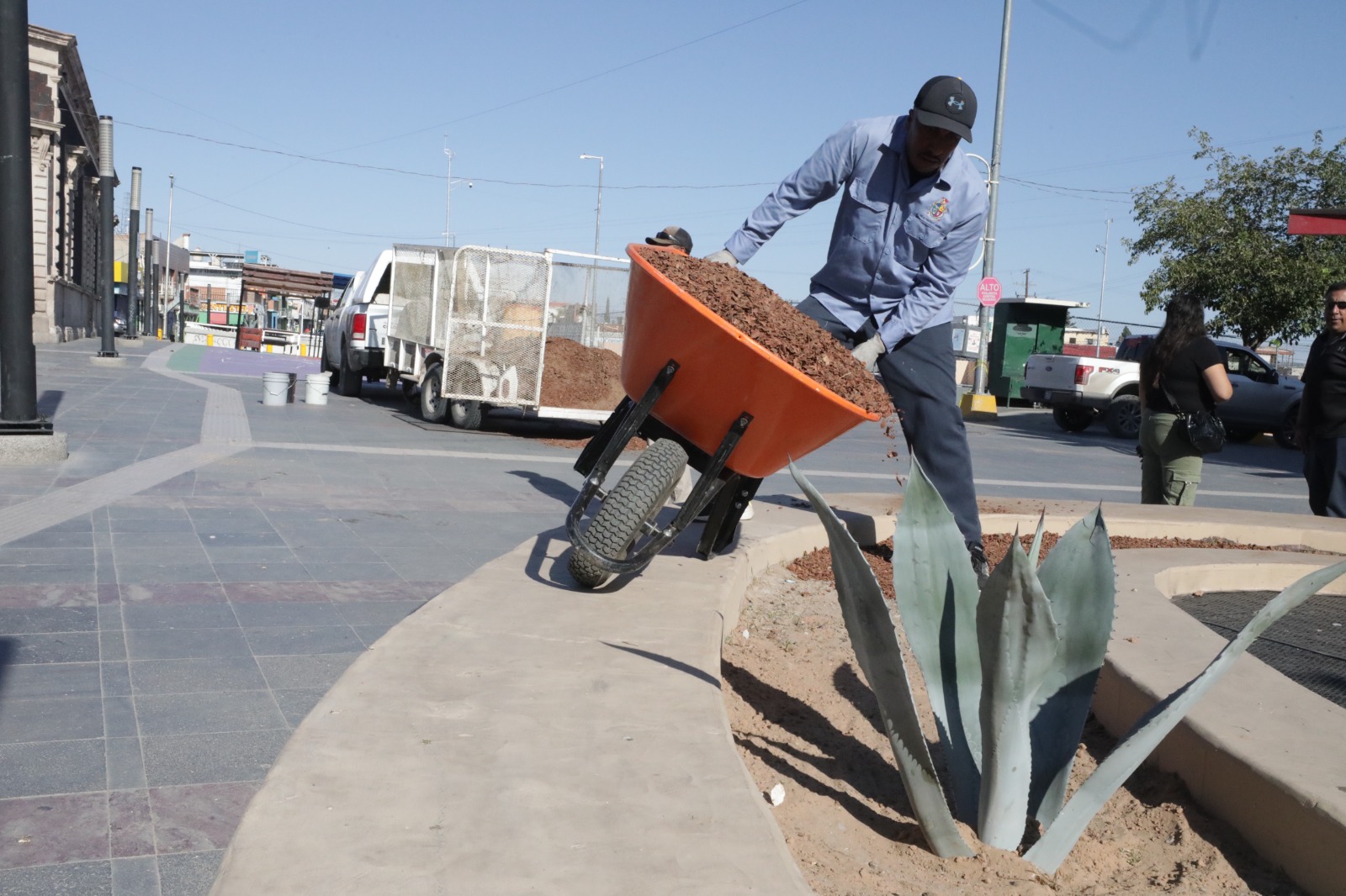 REFORESTAN LA ZONA&nbsp;CENTRO.