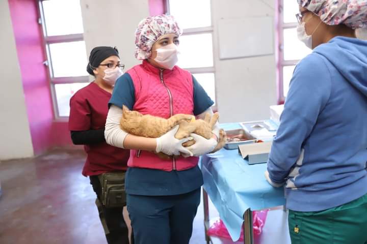 ANUNCIAN JORNADA DE ESTERILIZACIÓN MASIVA EN LA&nbsp;MONTADA.