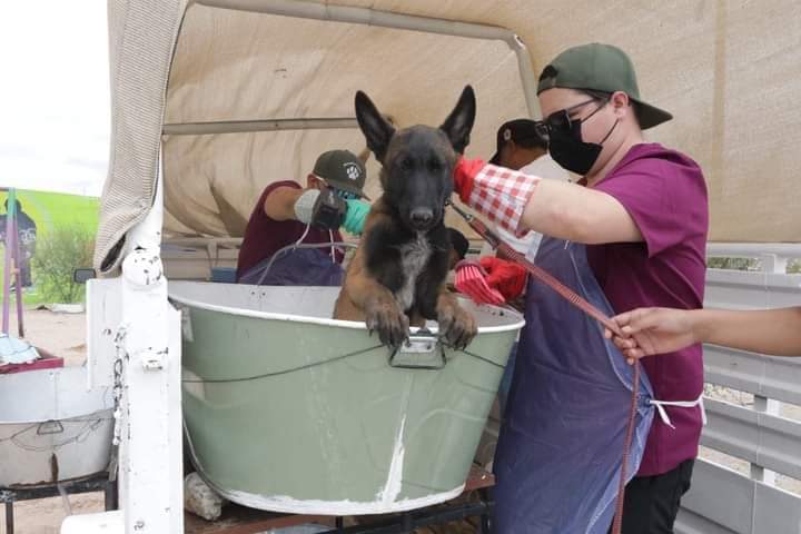 LLEVARÁN BAÑOS GARRAPATICIDAS AL SURORIENTE.