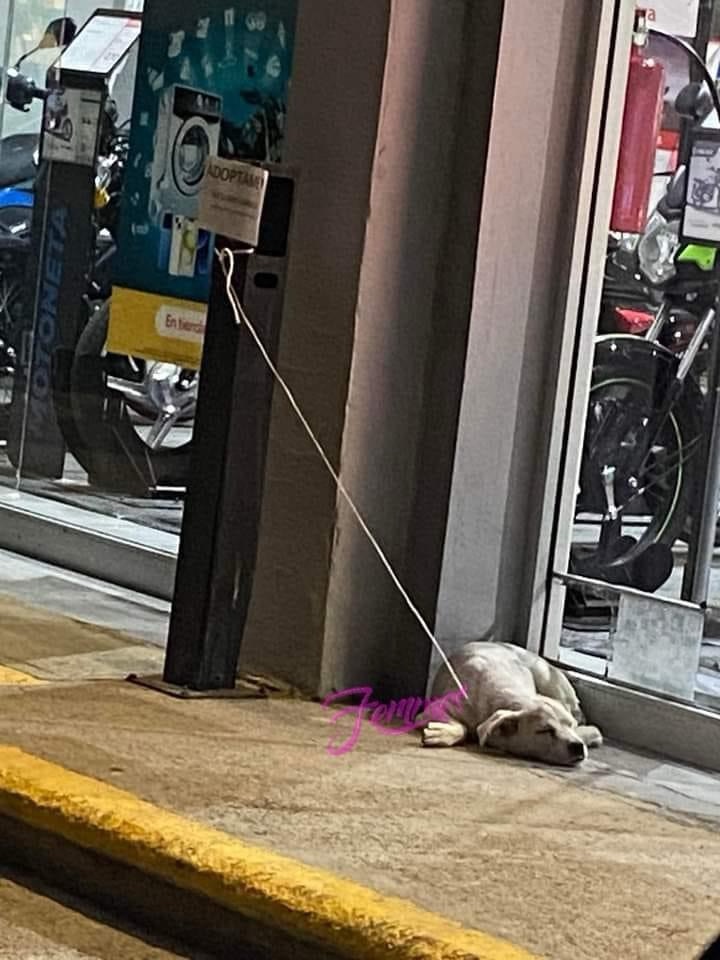 Abandonaron a una perrita llamada&nbsp;Carmela