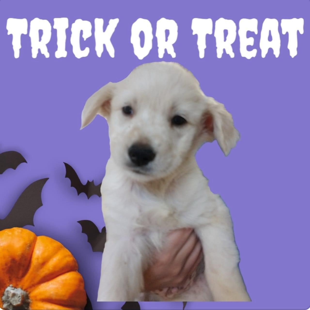 NO LE PUEDES DECIR QUE NO A ESAS CARITAS🥹🐕