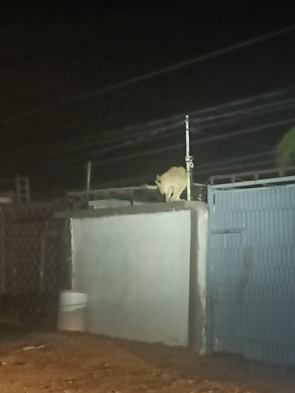 ¡LINDA GATITA SE PASEABA POR LA FELIPE&nbsp;ÁNGELES!😱🚨🦁