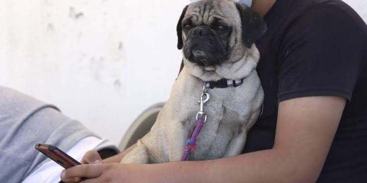 ¡EXCELENTE NOTICIA PARA LOS ANIMALITOS EN JUÁREZ!&nbsp;🤩🐶❤️‍🩹