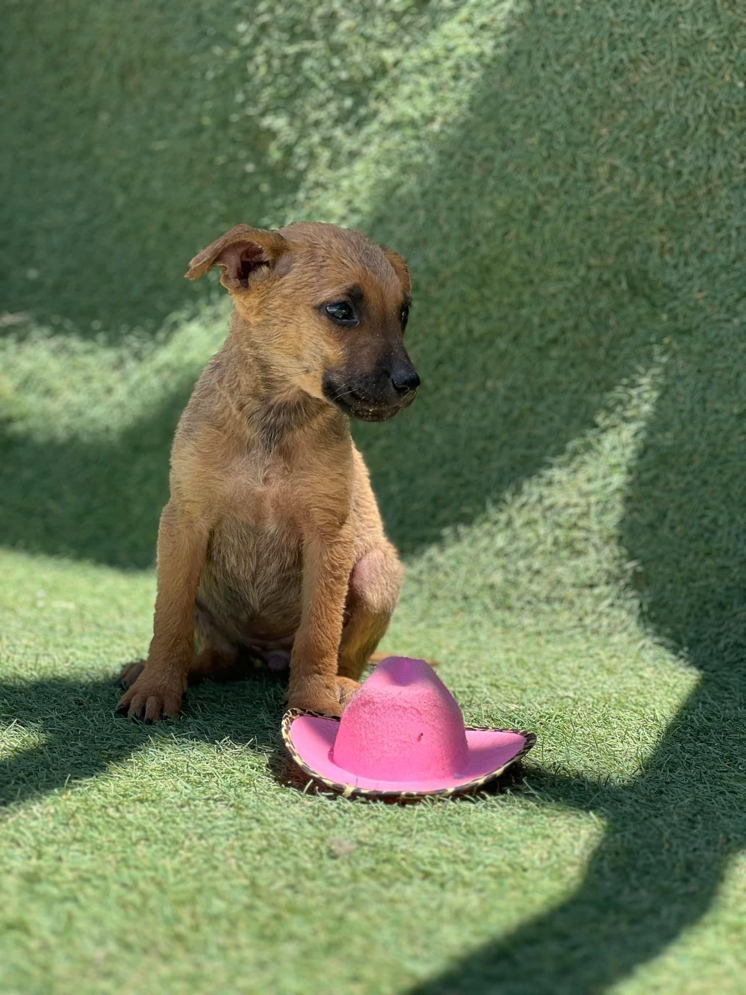 ¡EXCELENTE NOTICIA PARA PERRITOS RESCATADOS!❤️🩹🐶