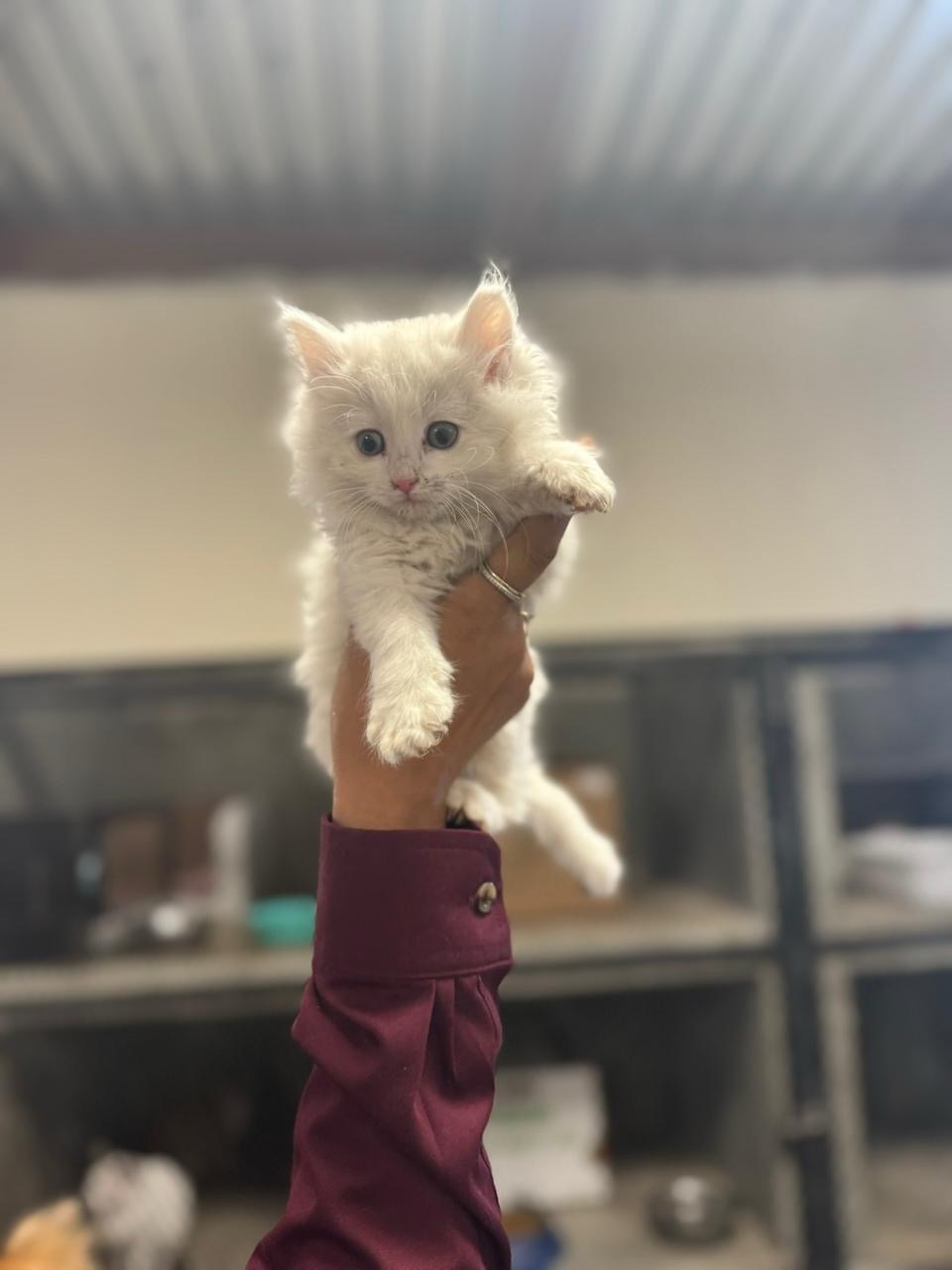 ¡NO SE LES PUEDE DECIR QUE NO A ESAS CARITAS!🤩❤️🩹🐈🐶