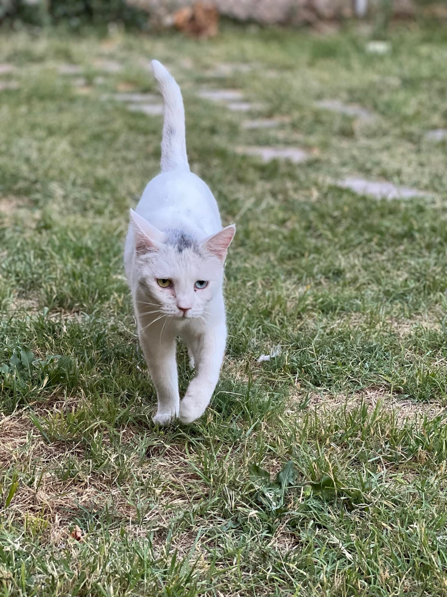 ¡UNA TARDE DE RONRONEOS NOS ESPERA!&nbsp;❤️‍🩹🐈🐈‍⬛