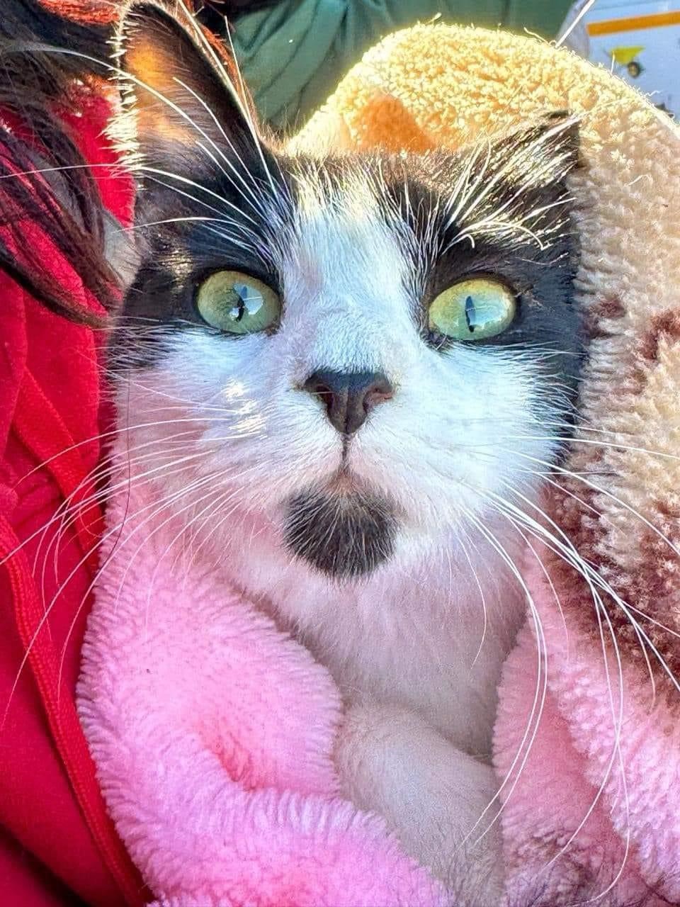 ¡EXCELENTE NOTICIA, HABRÁ MENOS PERRITOS Y GATITOS EN LAS CALLES DE JUÁREZ! 🤩🐶🐈