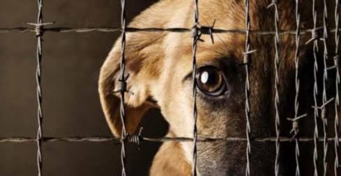 PIDEN QUE ZOOFILIA EN CHIHUAHUA SEA DELITO GRAVE 🐶🚨