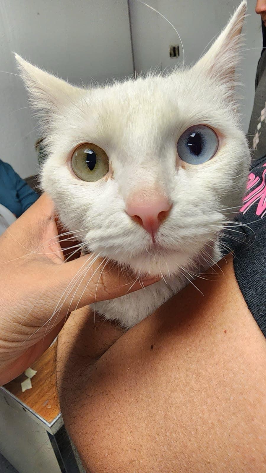 ¡EXCELENTE NOTICIA, YA NO HABRÁ ANIMALITOS EN LAS CALLES EN JUÁREZ! ❤️🩹🐶🐈