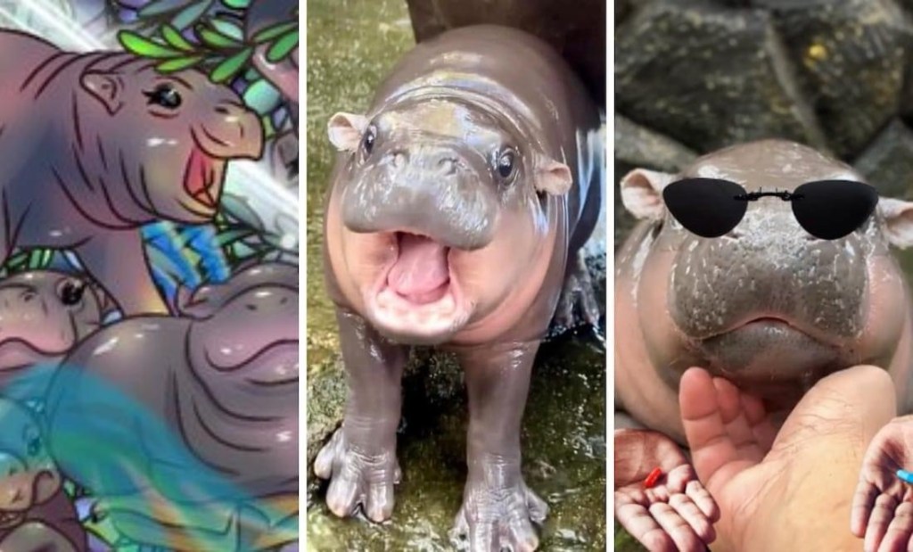 MOO DENG, EL ADORABLE HIPOPÓTAMO ¡YA TIENE SU PROPIA&nbsp;CANCIÓN!🦛🥰