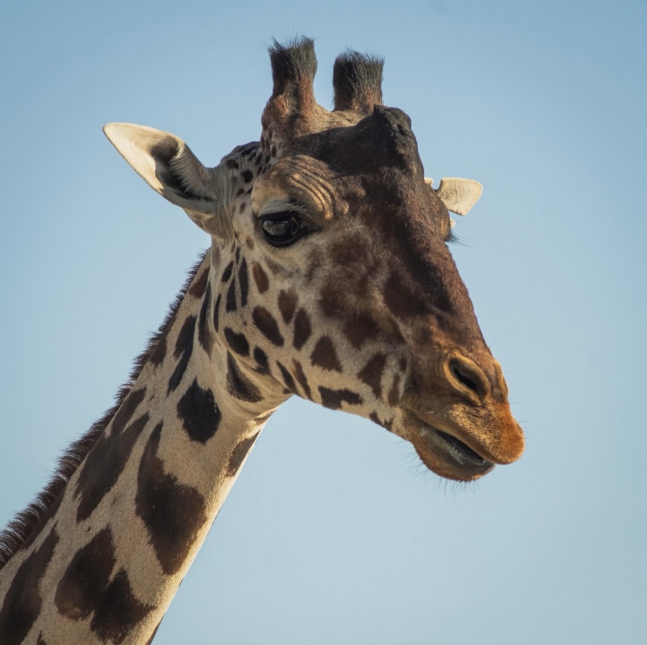 ¡BENITO SIGUE CAPTURANDO CORAZONES Y REGALA UNAS HERMOSAS POSTALES! 🤩❤️🩹🦒