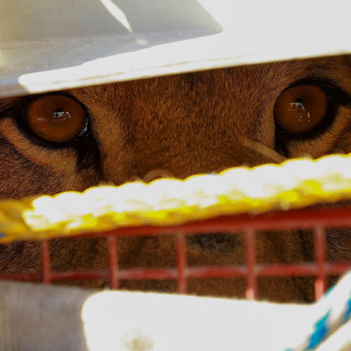 ¡YA RECLAMARON A KIARA, LA LEONA CAPTURADA EN LA FELIPE ÁNGELES! 🥰🦁🐈