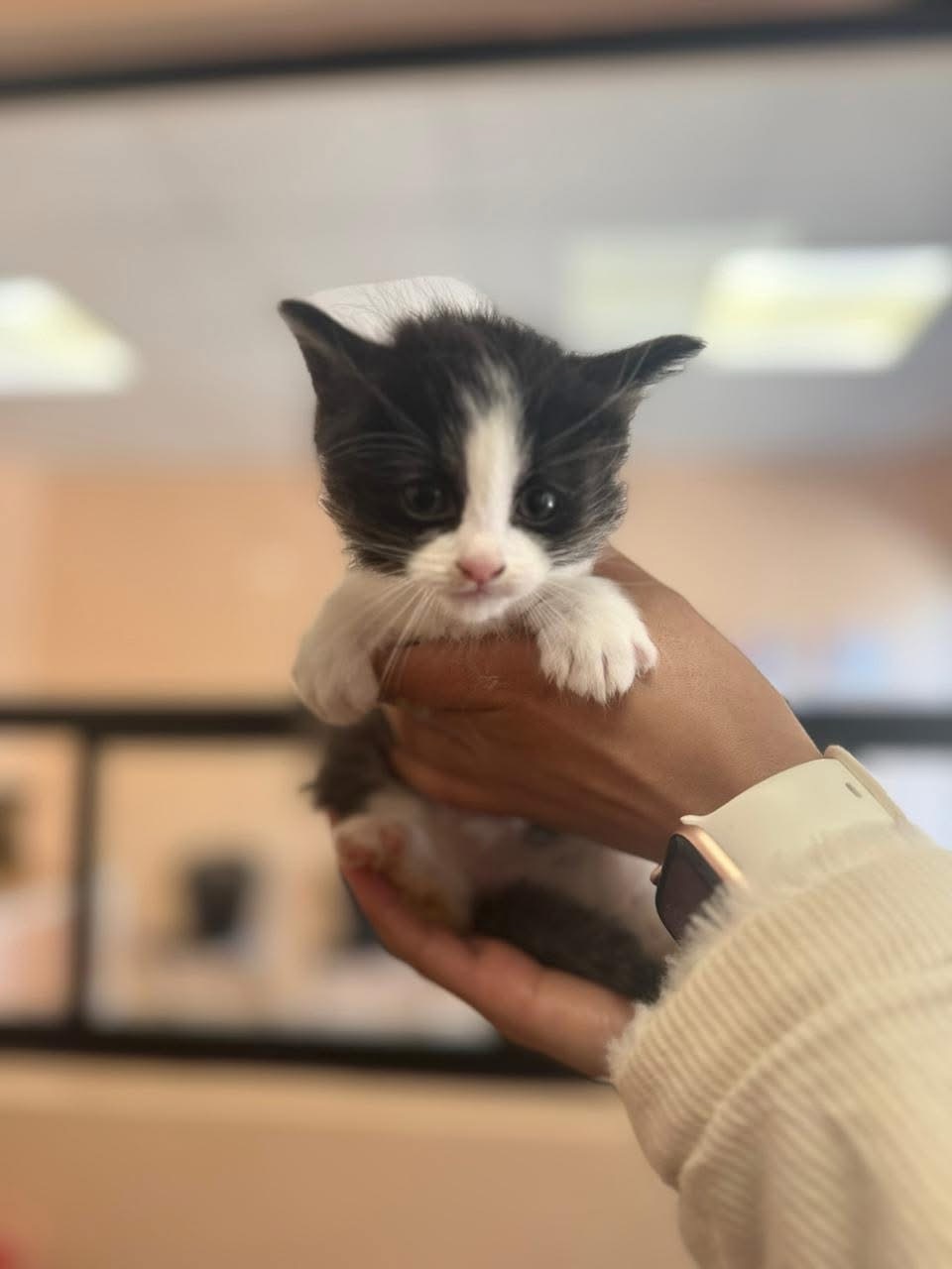 ¡NO SE LES PUEDE DECIR QUE NO A ESAS CARITAS!🤩❤️🩹🐈🐶