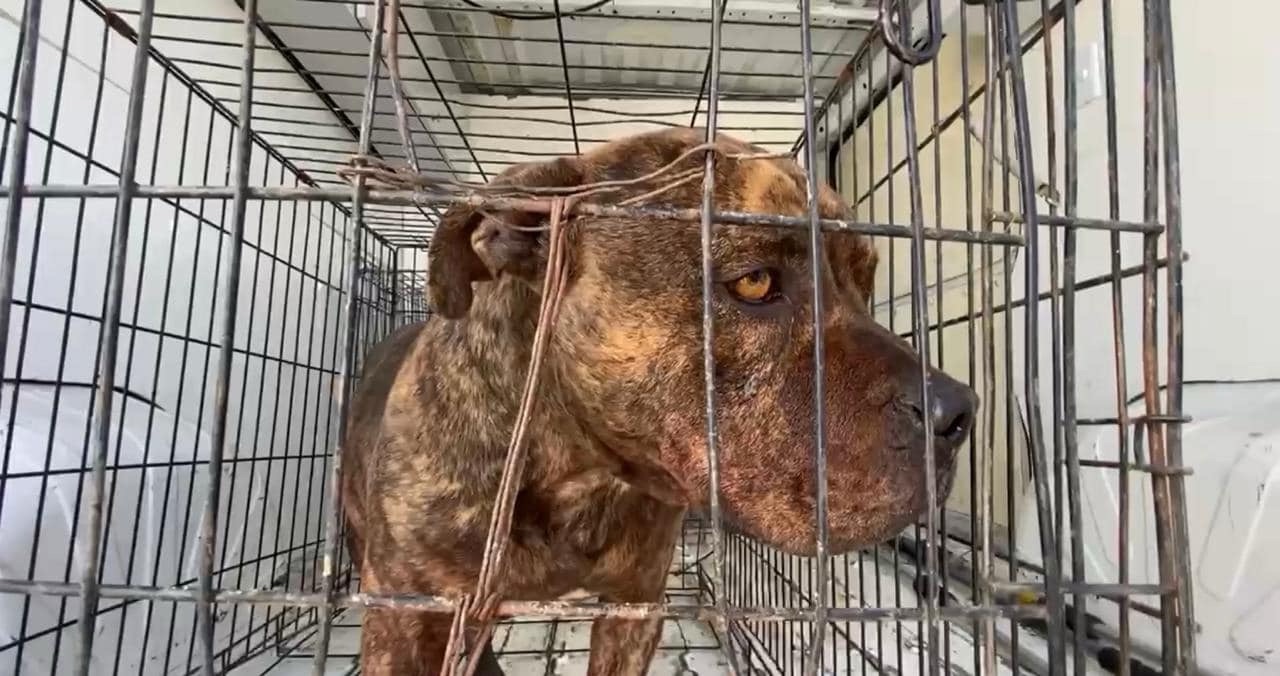 ¡PITBULL QUE AT4C0 ADULTO MAYOR SERÁ DORMIDO Y DUEÑO RECIBIÓ MULTA DE 7600 PESOS! 🚨😨🕊️