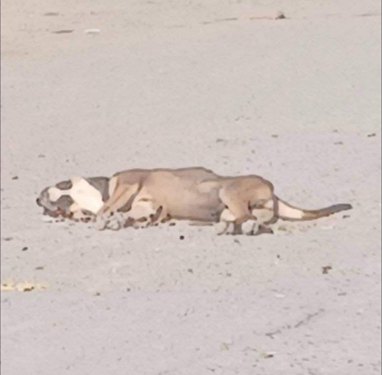 VIDEO: POLICÍA MUNICIPAL ATROPELLA PERRITO Y NO LE PRESTÓ AUXILIO 🚨😭🐕