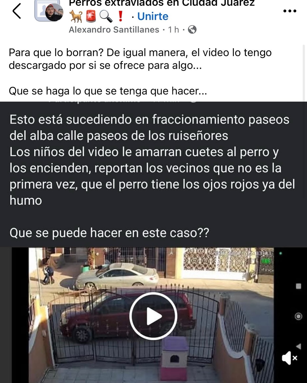 DENUNCIAN MALTRATO ANIMAL CON NIÑOS QUE AMARRAN COHETES A PERRITO 🚨😨😔🐶