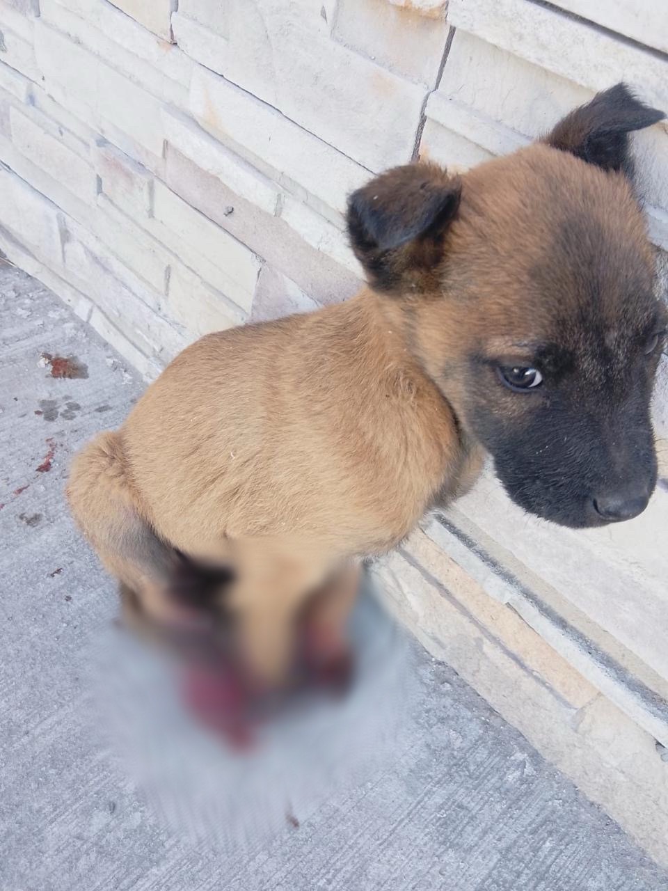 ¡POLICIAS RESCATAN PERRITO HERIDO Y LO LLEVAN AL VETERINARIO&nbsp;🙌😭🐶🚔