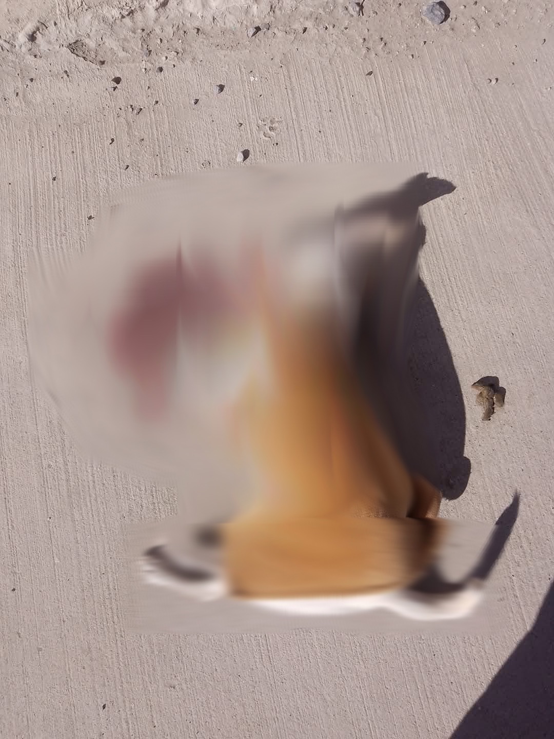 ¡EMPLEADO DE LA JMAS LE QUITA LA VIDA A PERRITA, DENUNCIAN!&nbsp;🚨😔🐶