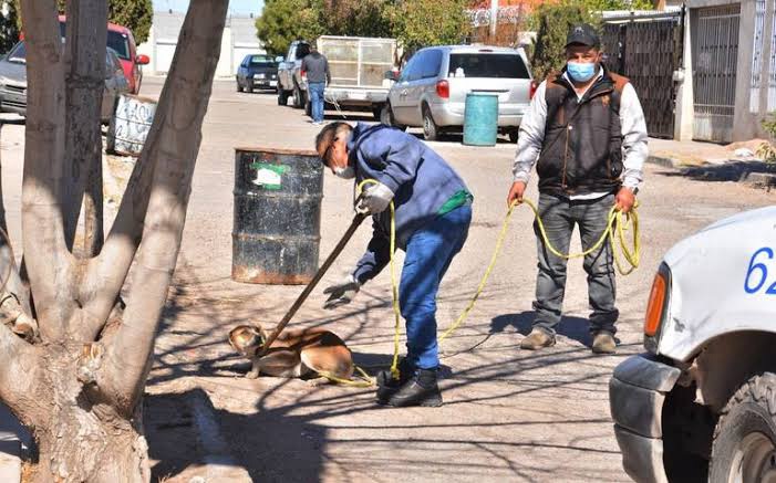 SOLICITAN RECURSOS PARA TRANSFORMAR ANTIRRÁBICOS EN CENTROS DE CONTROL/BIENESTAR EN CHIHUAHUA!&nbsp;🚨💰🐶🐱