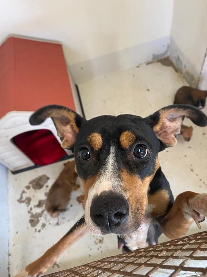 ¡DONAN CASITAS Y PASEAN A LOS PERRITOS DEL DABA, ANTES RAMM! 🤩🏠🦮