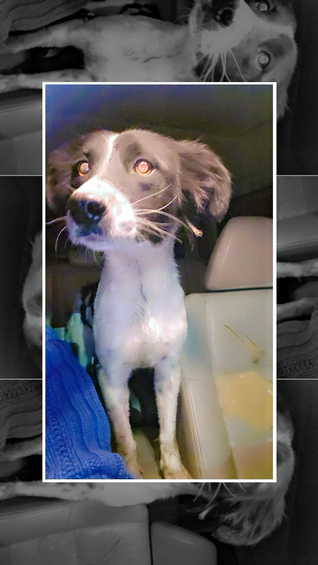 ¡RESCATAN BOMBEROS A PERRITO QUE CAYÓ A CANAL! 🤩🎉🚒🚨