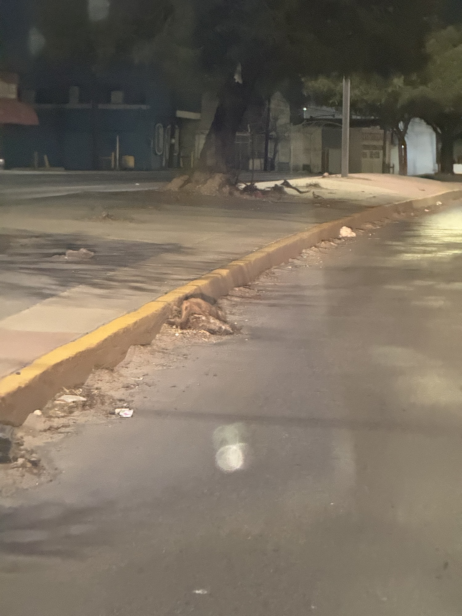 ¡DENUNCIA CIUDADANA SOBRE PERRITO PERRITO ATROPELLADO! 🚨🐶😔