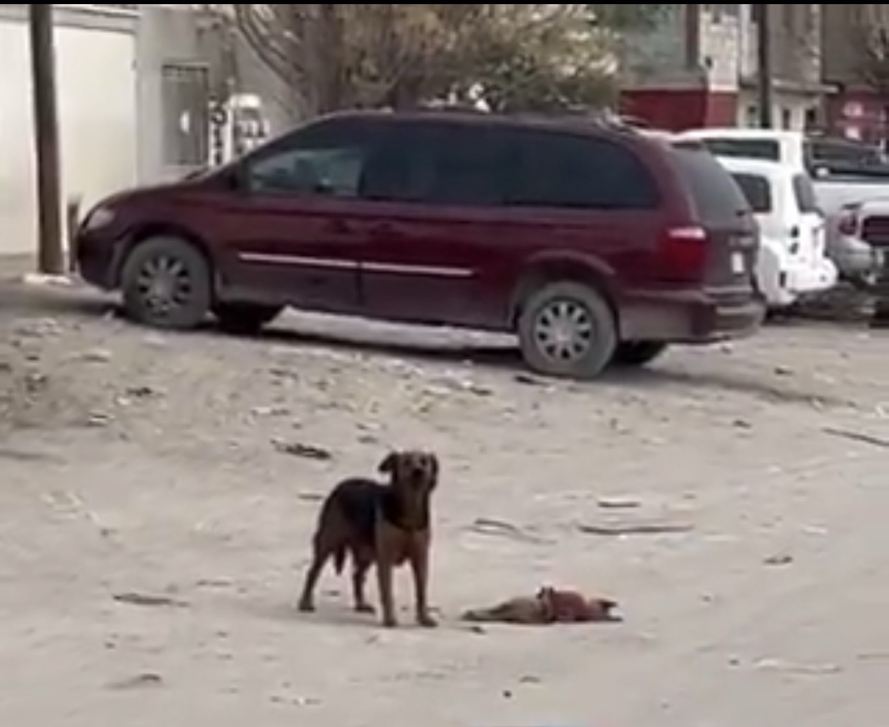¡ATROPELLARON A UN PERRITO Y SU MAMI NO LO DEJA SOLO! 😔🚨🐶