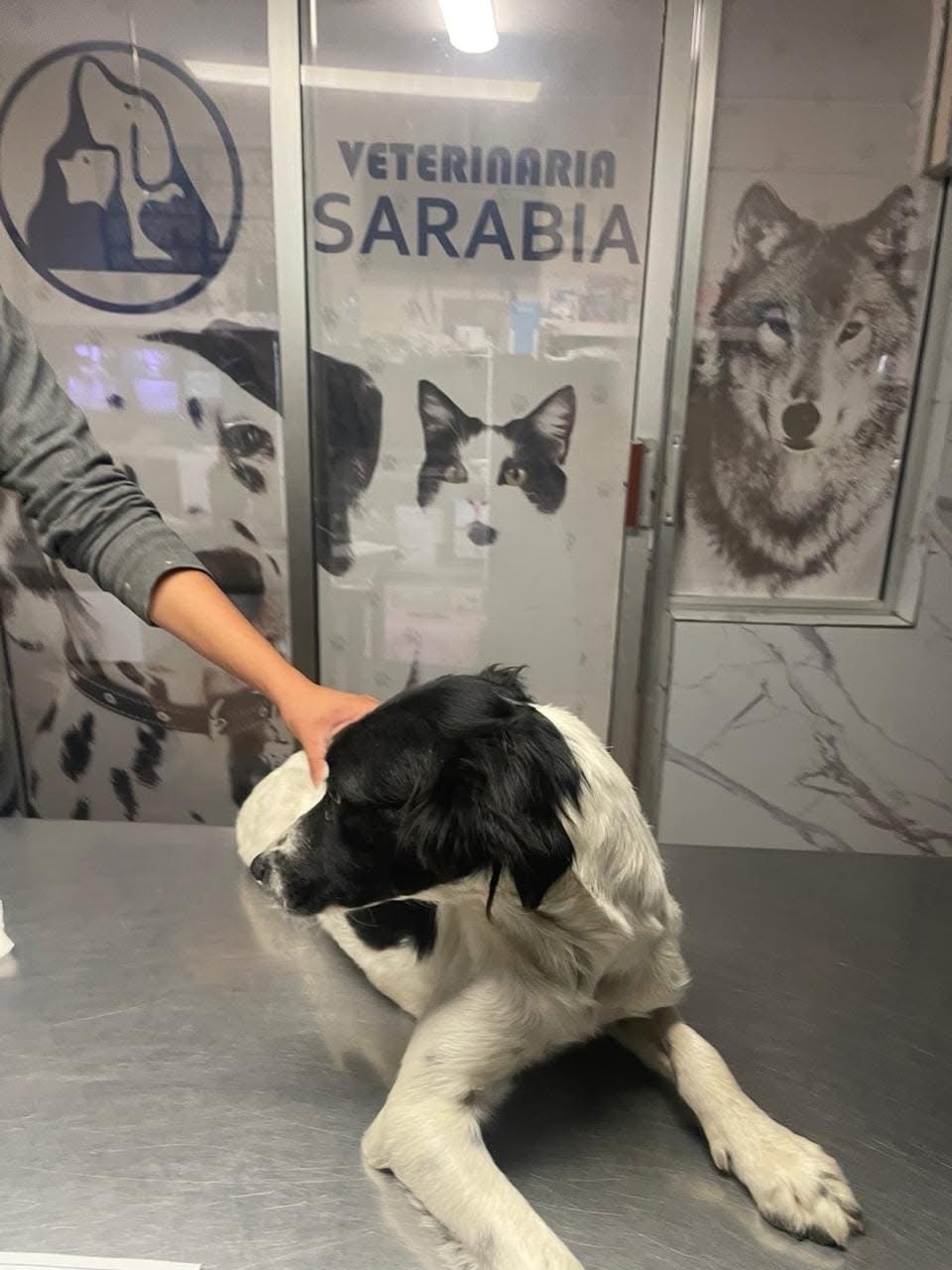 ¡EL PERRITO QUE CAYÓ AL CANAL Y RESCATARON LOS BOMBEROS YA ESTÁ SANO Y SALVO! 🙌🐶🚒