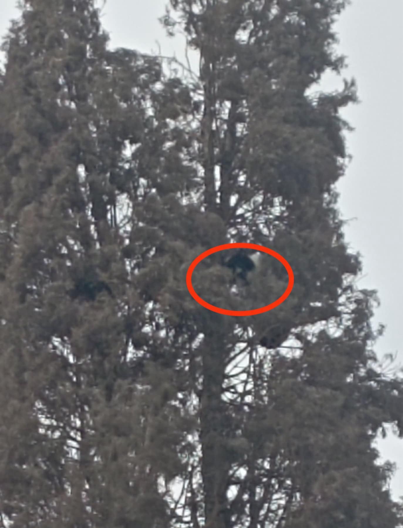 ¡YA TIENE 6 DÍAS ATORADO EN ESE PINO, AYUDEMOS!&nbsp;😨🚨😔🎄🐈